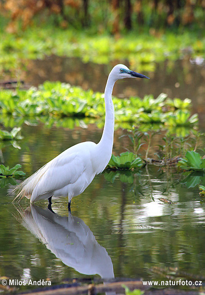 Volavka biela (Casmerodius albus)