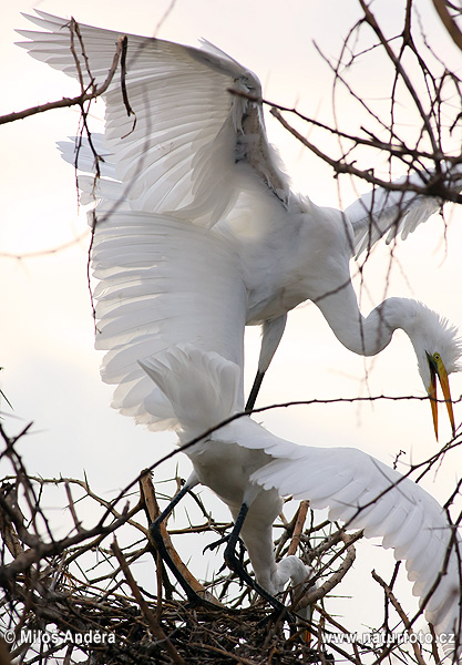 Volavka biela (Casmerodius albus)