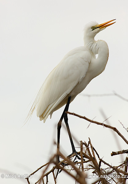 Volavka biela (Casmerodius albus)