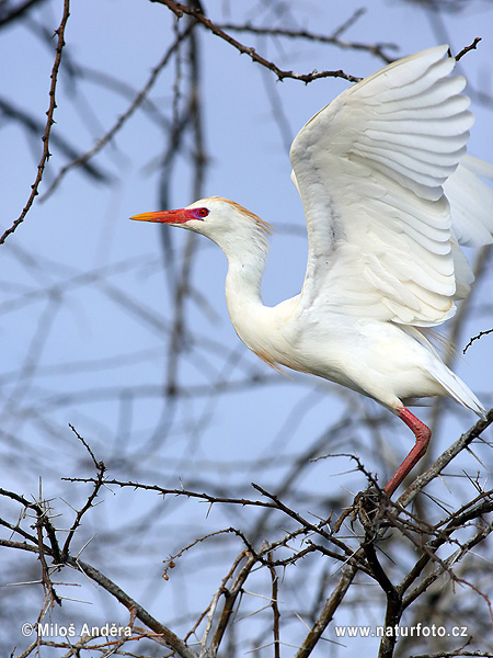 Volavka chochlatá (Bubulcus ibis)