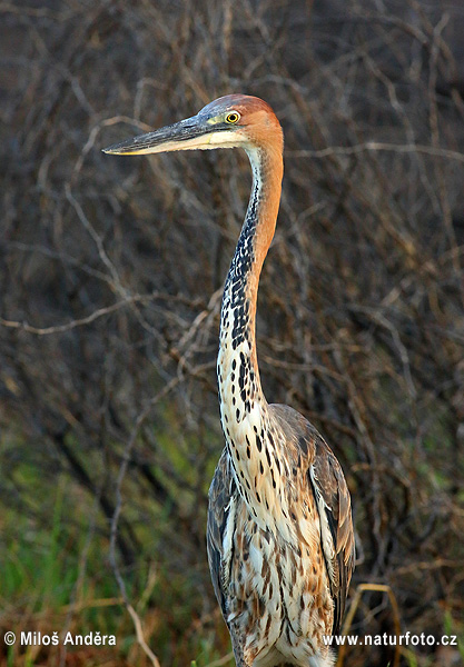 Volavka Goliášova (Ardea goliath)