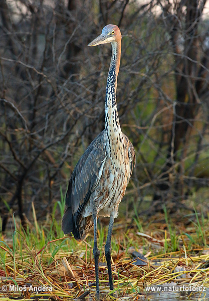 Volavka Goliášova (Ardea goliath)