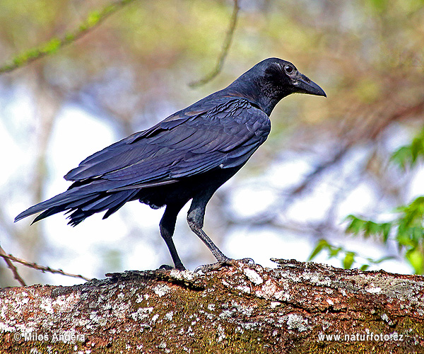 Vrana štíhlozobá (Corvus capensis)