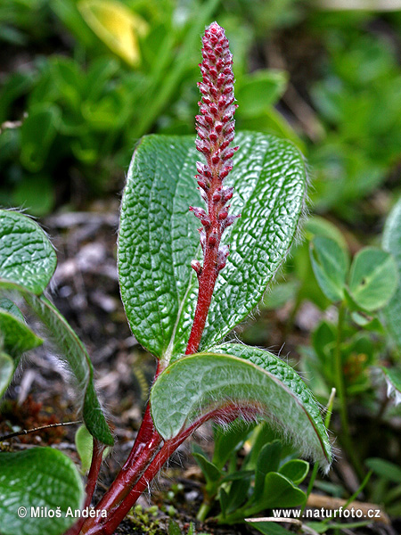 Vrba sieťkovaná (Salix reticulata)