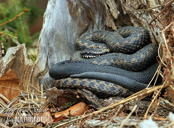 Vretenica severná (Vipera berus)