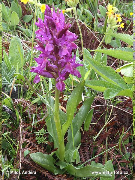 Vstavačovec bazový (Dactylorhiza sambucina)