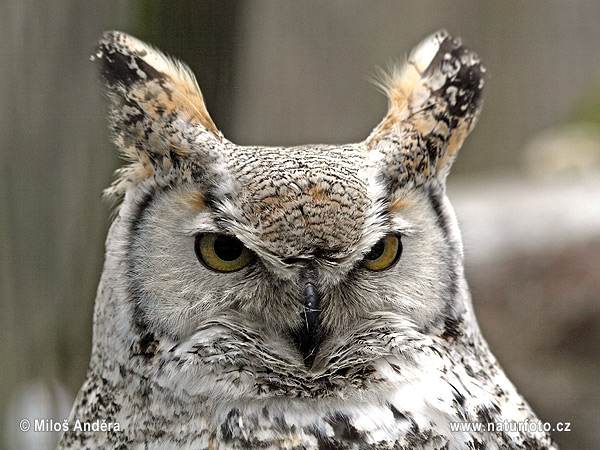 Výr bielobradý (Bubo virginianus)