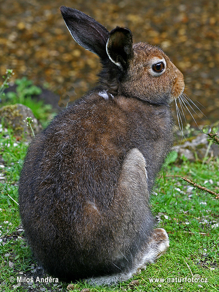 Zajac belák (Lepus timidus)