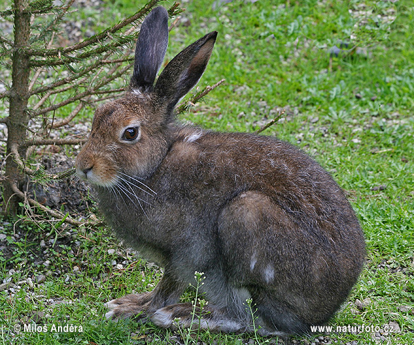 Zajac belák (Lepus timidus)