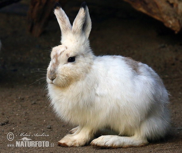 Zajac belák (Lepus timidus)