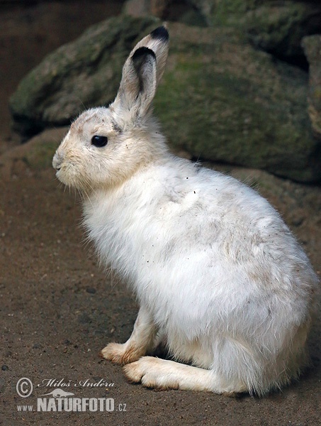 Zajac belák (Lepus timidus)