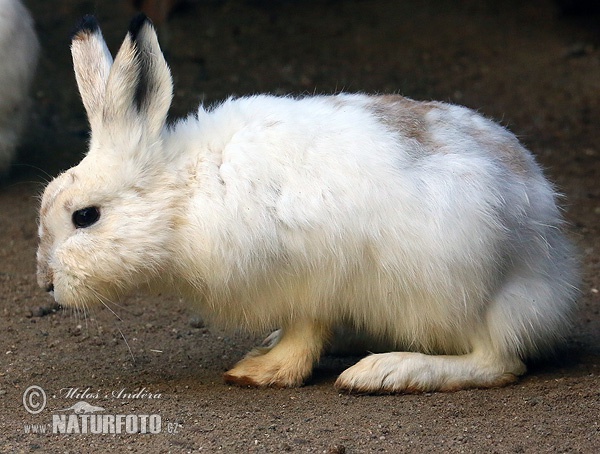 Zajac belák (Lepus timidus)