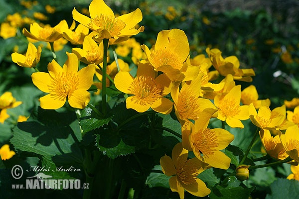 Záružlie močiarne (Caltha palustris)