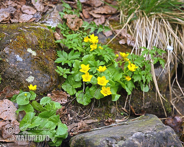 Záružlie močiarne (Caltha palustris)