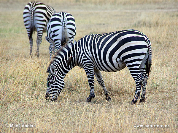 Zebra Böhmova (Equus quagga boehmi)