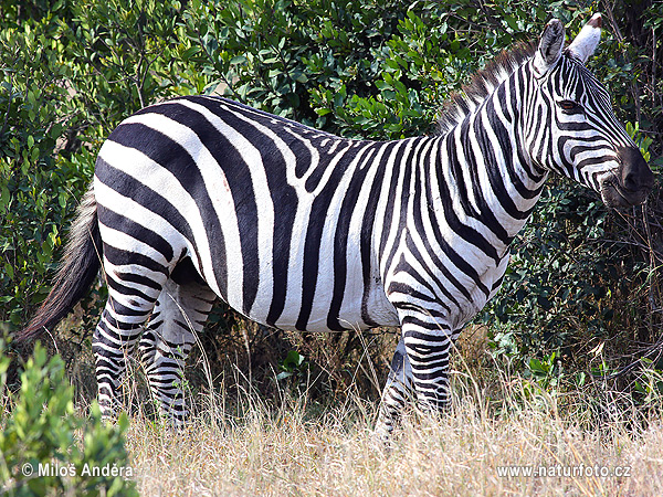 Zebra Böhmova (Equus quagga boehmi)