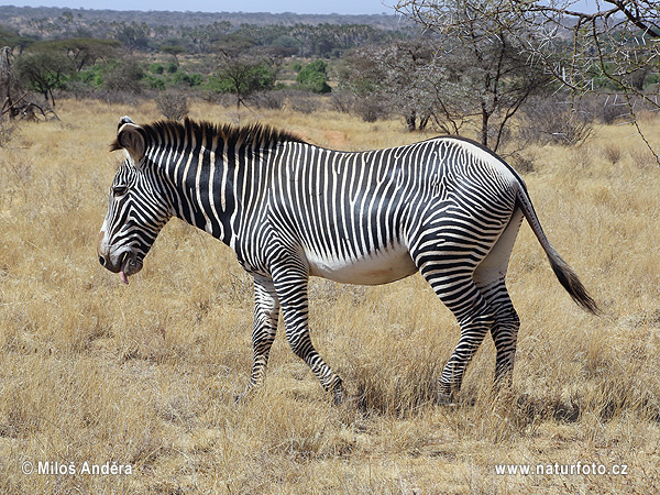 Zebra Grévyho (Equus grevii)