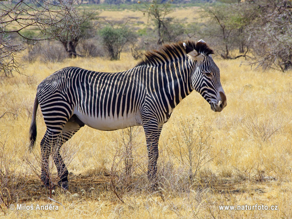 Zebra Grévyho (Equus grevii)