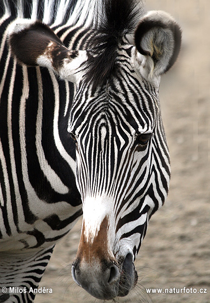 Zebra Grévyho (Equus grevii)