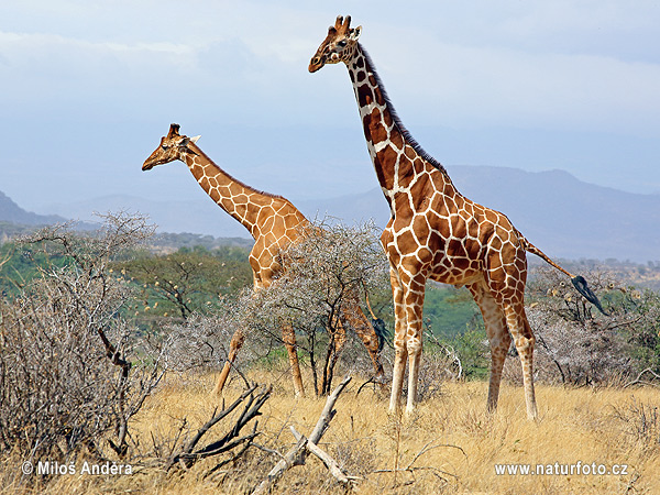 Žirafa štíhla sieťovaná (Giraffa camelopardalis reticulata)