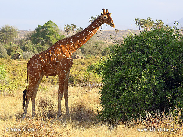 Žirafa štíhla sieťovaná (Giraffa camelopardalis reticulata)