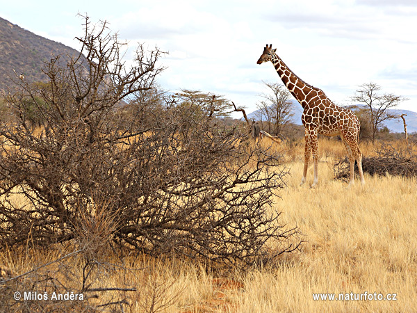 Žirafa štíhla sieťovaná (Giraffa camelopardalis reticulata)