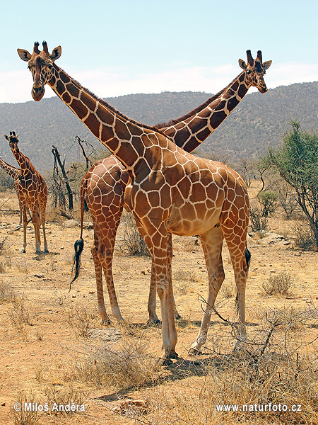 Žirafa štíhla sieťovaná (Giraffa camelopardalis reticulata)