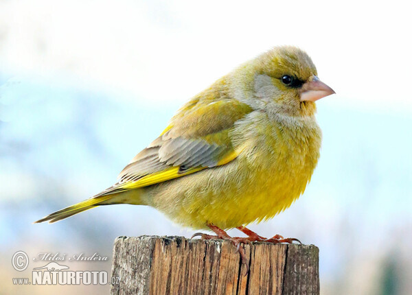 Zvonek zelený (Chloris chloris)