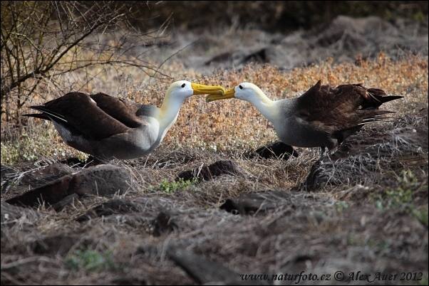 Albatros tropický (Phoebastria irrorata)