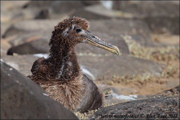 Albatros tropický (Phoebastria irrorata)