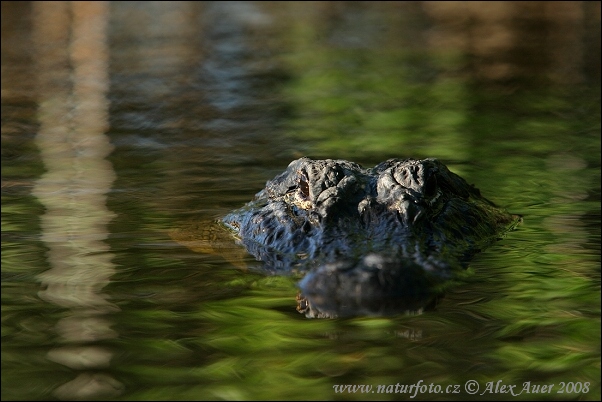 Aligátor severoamerický (Alligator mississippiensis)