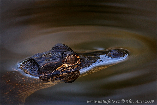 Aligátor severoamerický (Alligator mississippiensis)