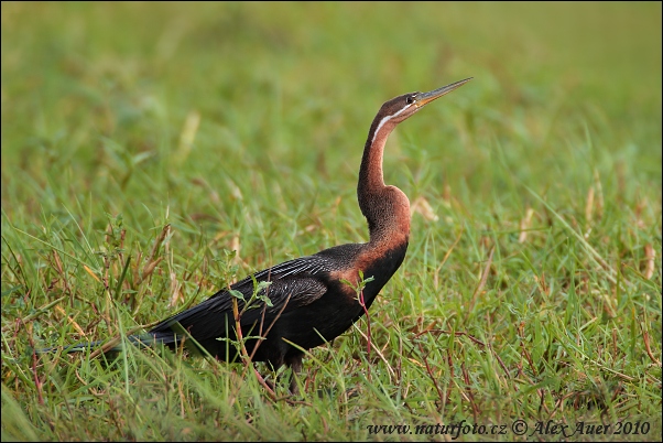 Anhinga červená (Anhinga rufa)