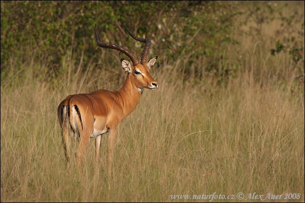 Antilopa Impala (Aepyceros melampus)