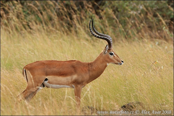 Antilopa Impala (Aepyceros melampus)