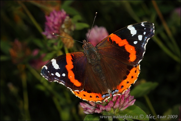 Babôčka admirálska (Vanessa atalanta)