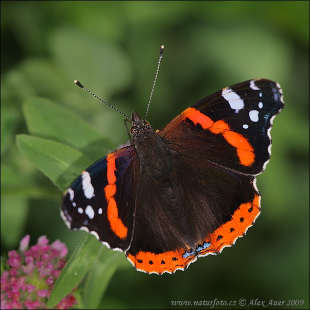 Babôčka admirálska (Vanessa atalanta)