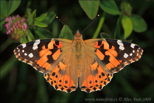 Babôčka bodliakova (Vanessa cardui)