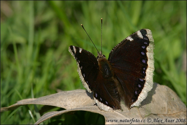 Babôčka osiková (Nymphalis antiopa)