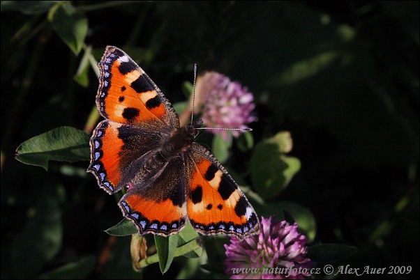 Babôčka pŕhľavová (Aglais urticae)