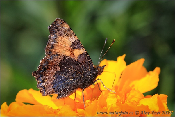 Babôčka pŕhľavová (Aglais urticae)