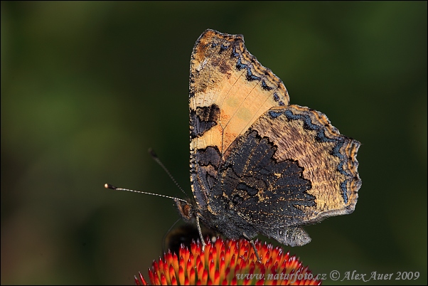 Babôčka pŕhľavová (Aglais urticae)