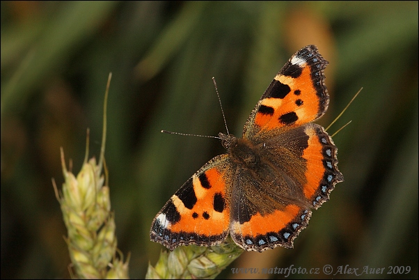 Babôčka pŕhľavová (Aglais urticae)