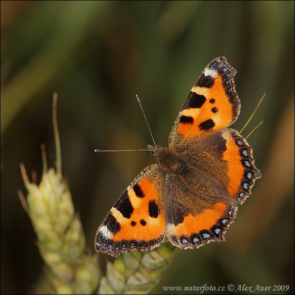 Babôčka pŕhľavová (Aglais urticae)