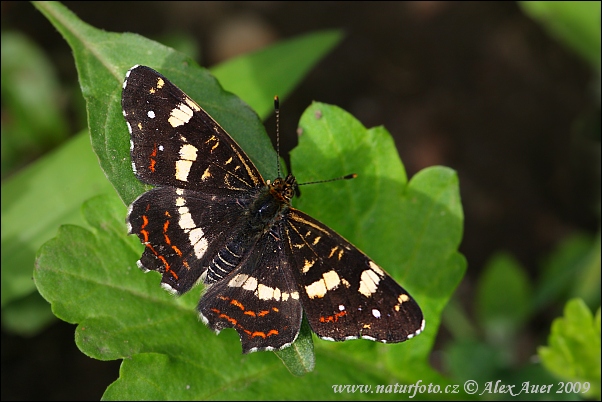 Babôčka sieťkovaná (Araschnia levana levana f. prorsa)