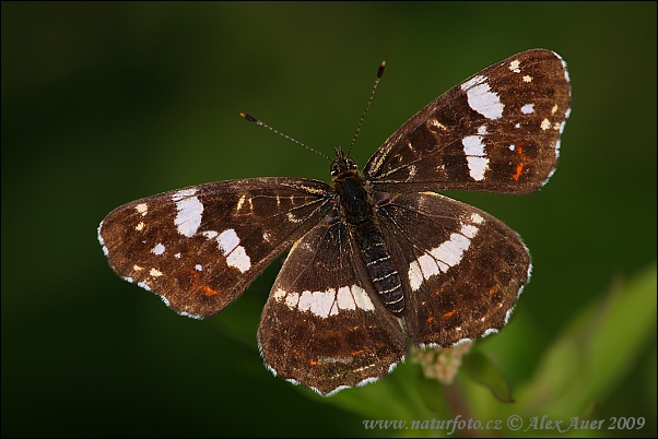 Babôčka sieťkovaná (Araschnia levana levana f. prorsa)