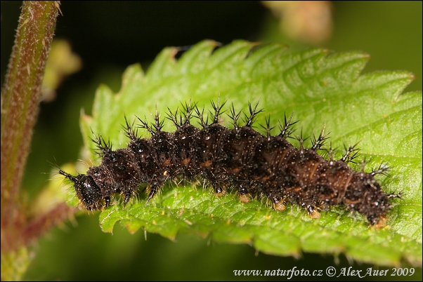 Babôčka sieťkovaná (Araschnia levana)