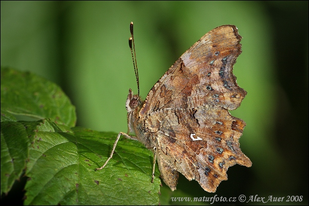 Babôčka zubatokrídla (Polygonia c-album)