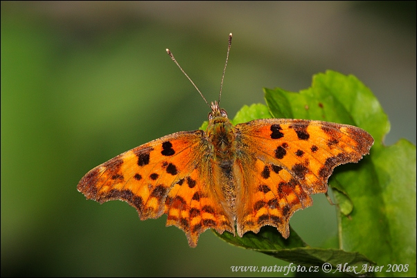 Babôčka zubatokrídla (Polygonia c-album)