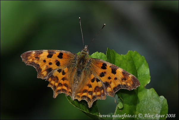 Babôčka zubatokrídla (Polygonia c-album)